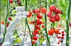 Tomatenernte mit Roboter,