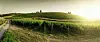 Vineyards in Tuscany